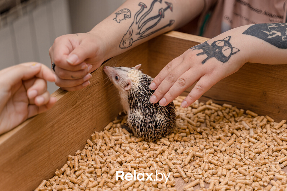 Открытие антикафе «Ёж кафе», фото № 61