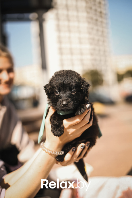 Акция Пушистого Добра, фото № 137