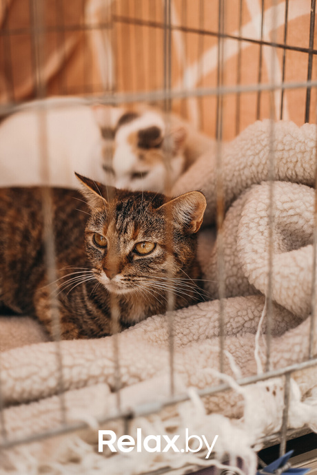 Акция Пушистого Добра, фото № 160