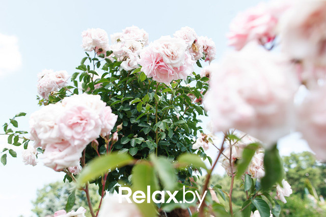 Фестиваль роз, фото № 31