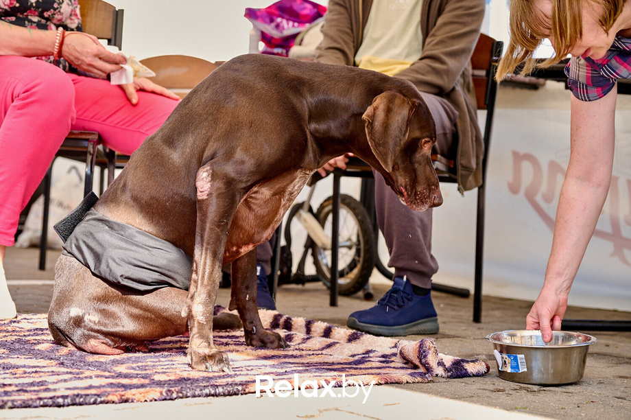 Акция пушистого добра, фото № 129