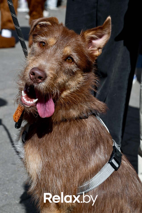 Акция пушистого добра, фото № 27