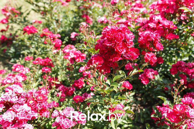 Фестиваль роз, фото № 24