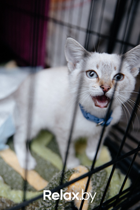 Благотворительная акция пушистого добра, фото № 142