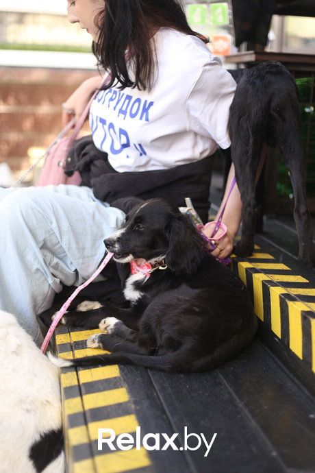 Акция Пушистого Добра, фото № 146