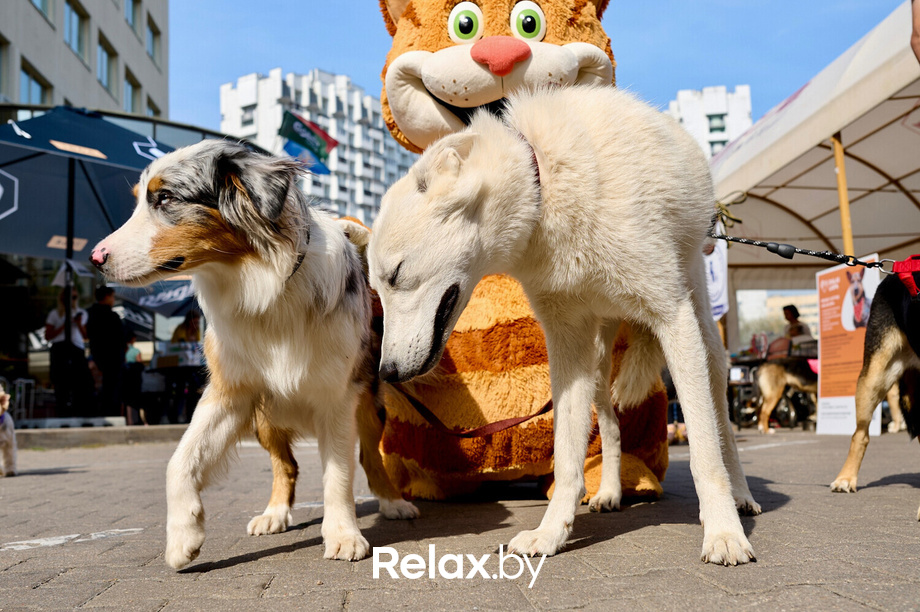 Акция пушистого добра, фото № 87