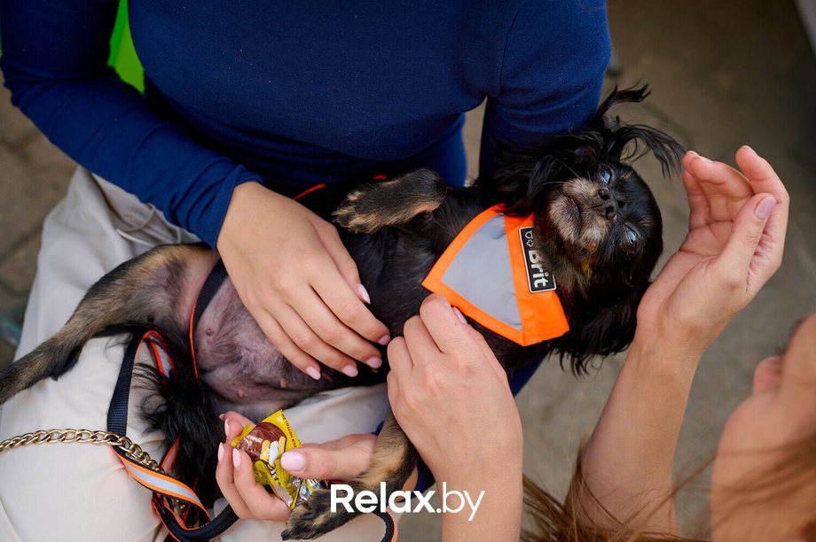 Акция пушистого добра, фото № 100