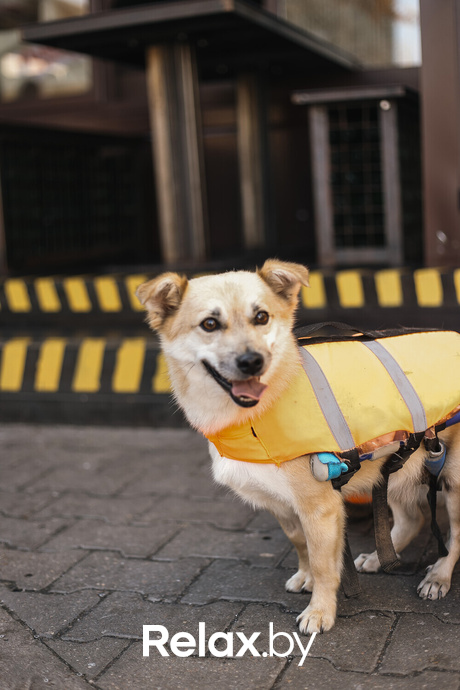 Акция Пушистого Добра, фото № 120