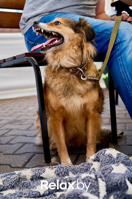 Акция пушистого добра, фото № 146