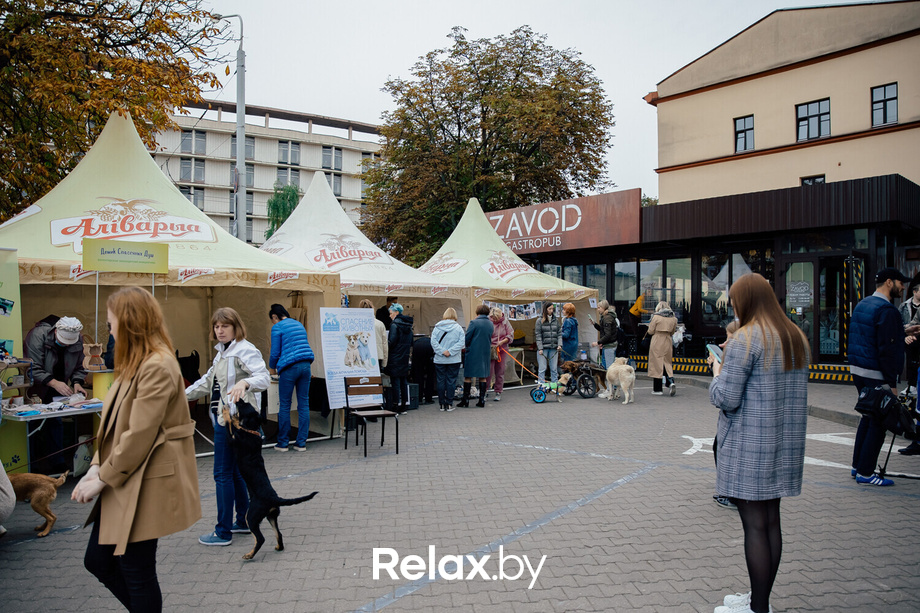 Благотворительная акция пушистого добра, фото № 17