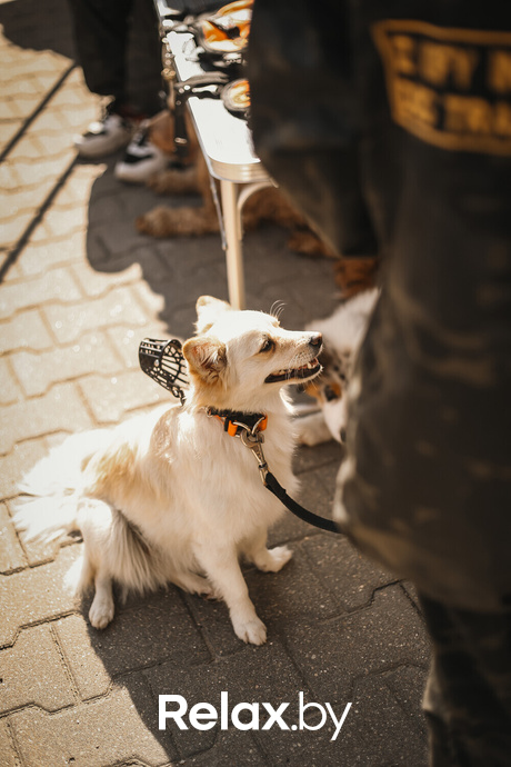 Акция Пушистого Добра, фото № 135