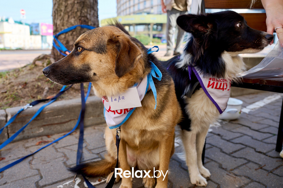 Акция пушистого добра, фото № 123