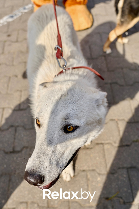 Акция пушистого добра, фото № 89