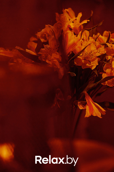 Monkey Brothers, фото № 74