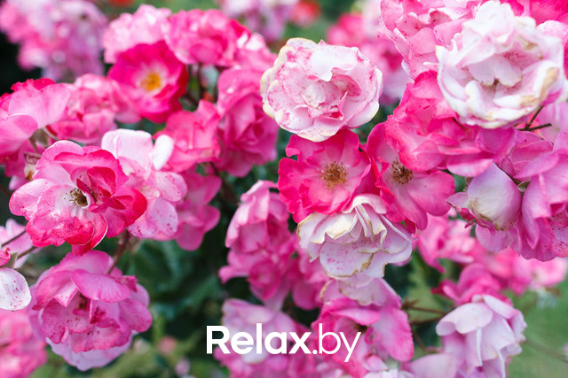 Фестиваль роз, фото № 39