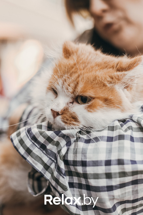 Акция Пушистого Добра, фото № 148