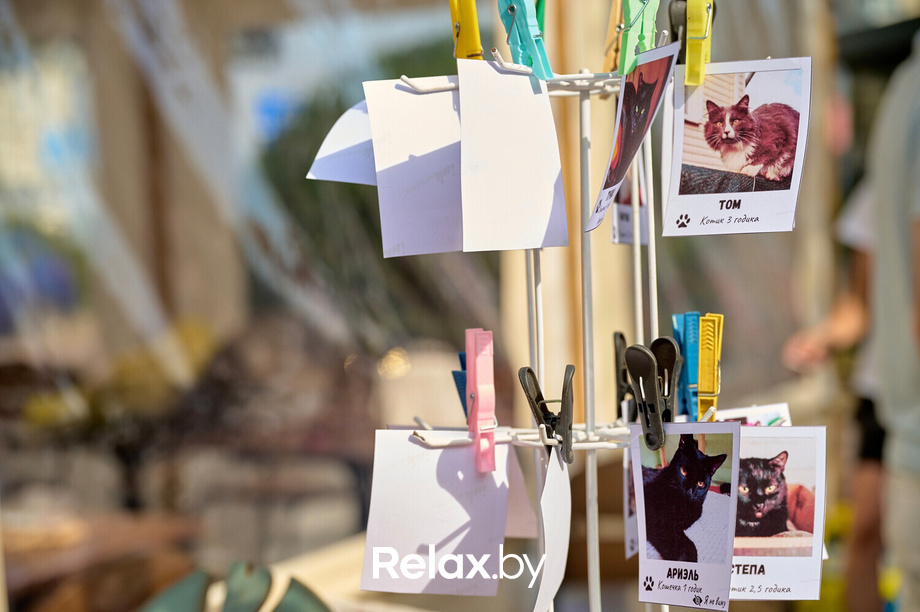 Акция пушистого добра, фото № 46