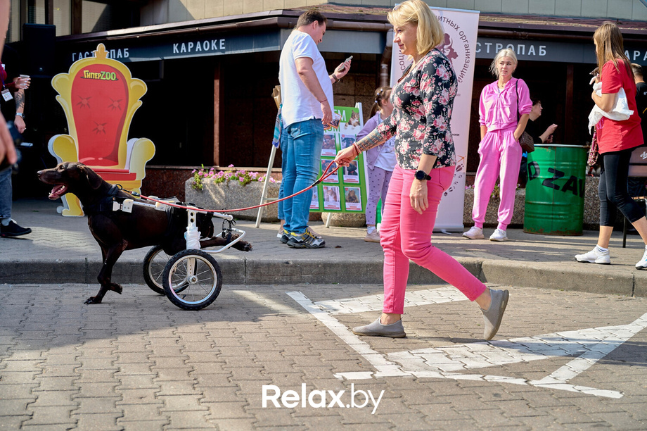 Акция пушистого добра, фото № 71