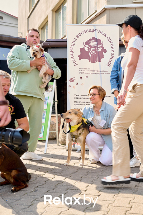 Акция пушистого добра, фото № 33