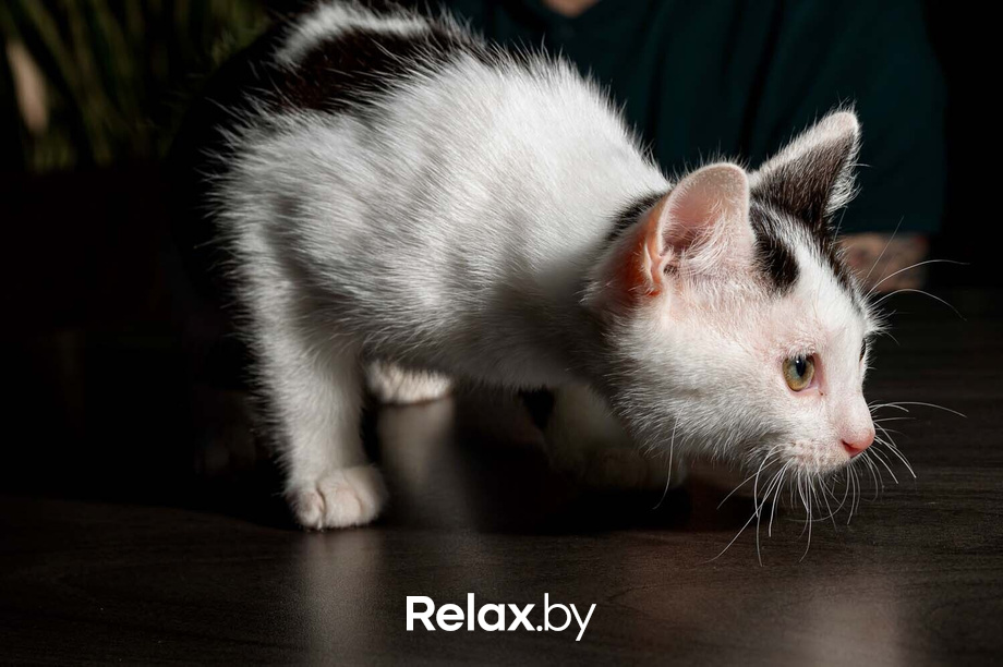 Акция пушистого добра, фото № 25