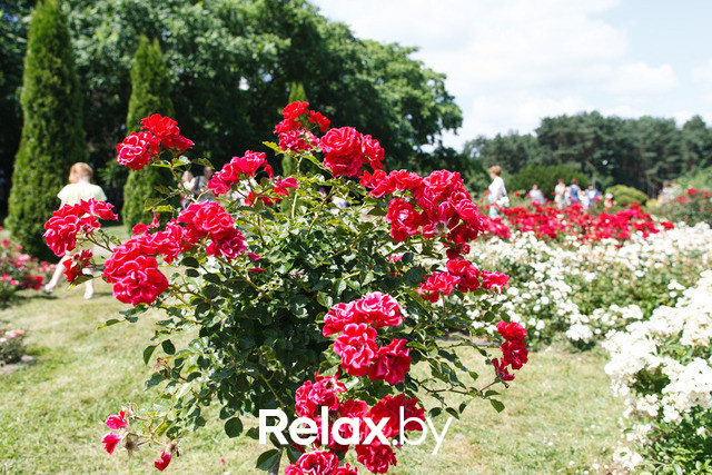 Фестиваль роз, фото № 21