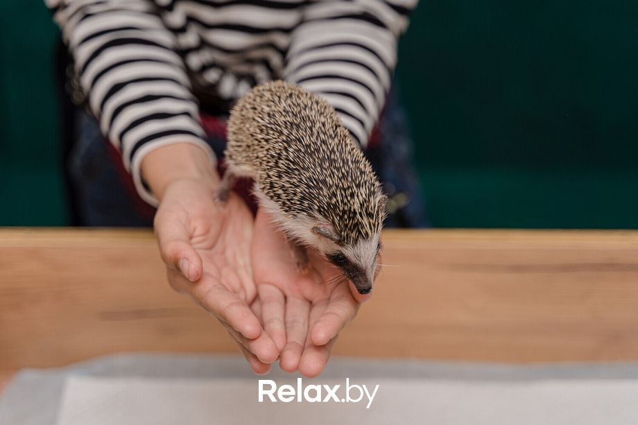 Открытие антикафе «Ёж кафе», фото № 41