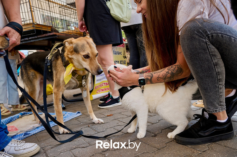 Акция пушистого добра, фото № 97