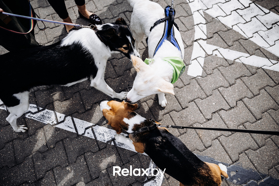 Акция Пушистого Добра, фото № 110