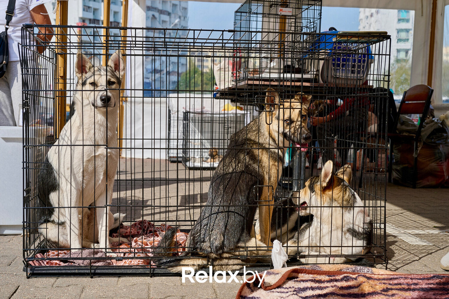 Акция пушистого добра, фото № 130