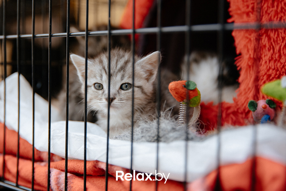 Благотворительная акция пушистого добра, фото № 63