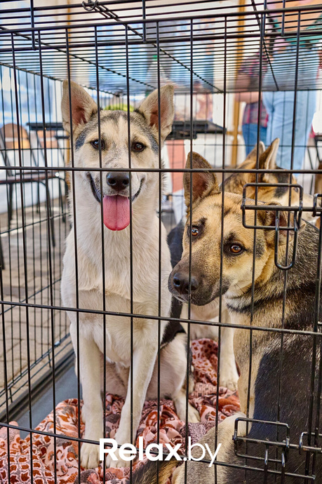 Акция пушистого добра, фото № 4