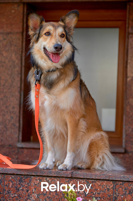 Акция пушистого добра, фото № 24