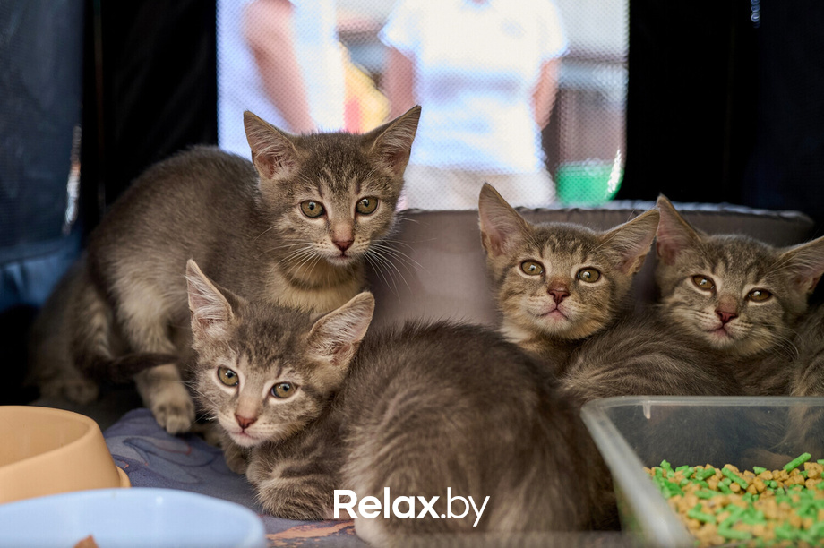 Акция пушистого добра, фото № 114