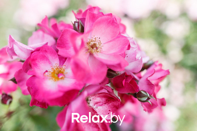 Фестиваль роз, фото № 9