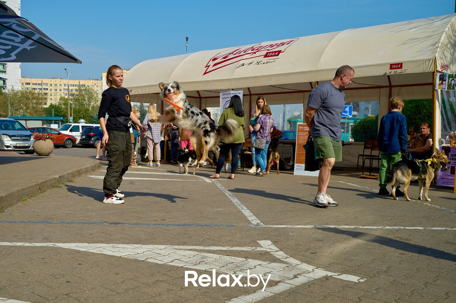 Акция пушистого добра, фото № 14