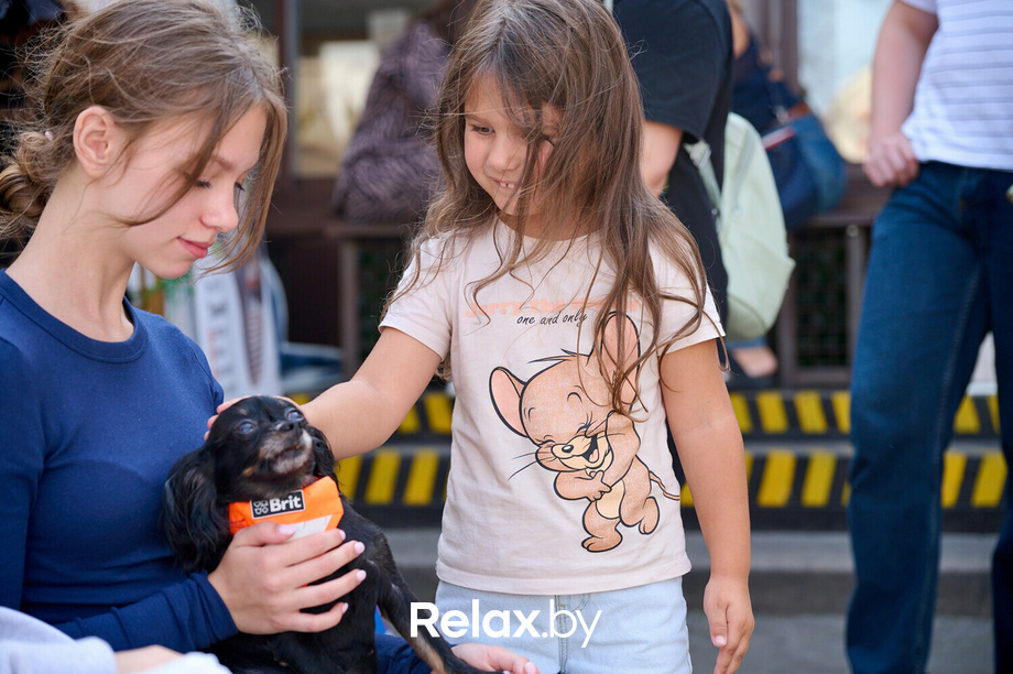 Акция пушистого добра, фото № 108