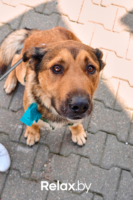 Акция пушистого добра, фото № 127