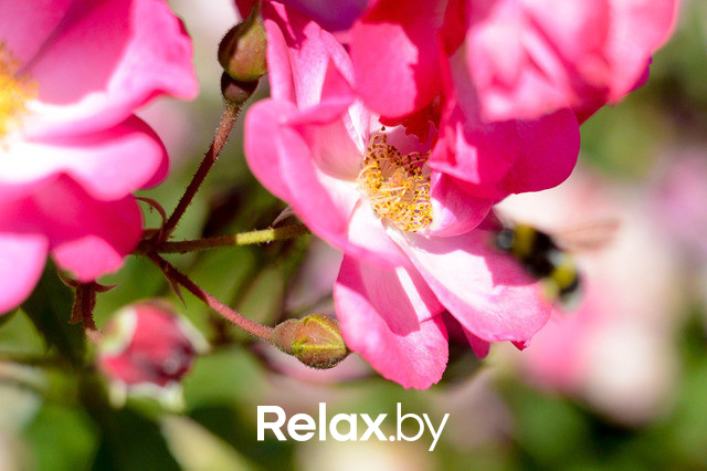 Фестиваль роз, фото № 11