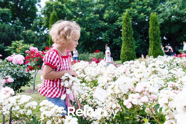 Фестиваль роз, фото № 12