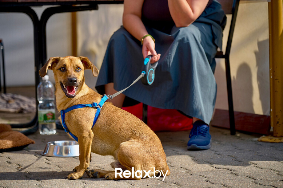 Акция пушистого добра, фото № 28