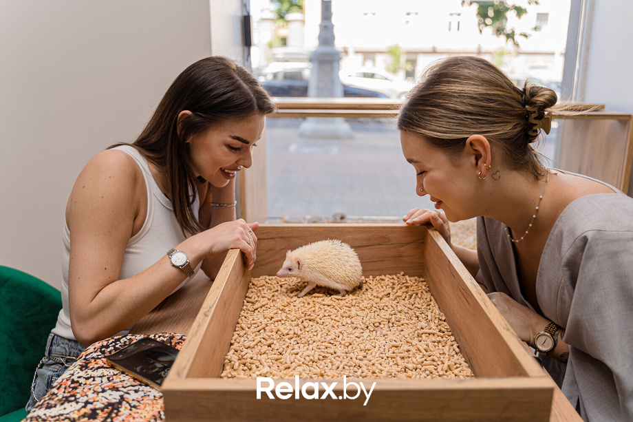 Открытие антикафе «Ёж кафе», фото № 33