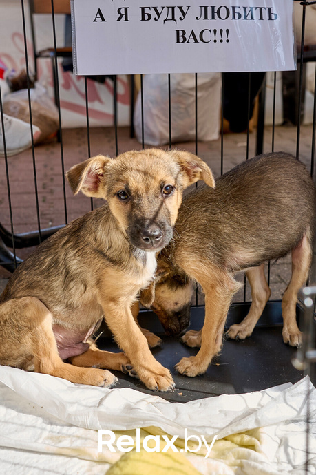Акция пушистого добра, фото № 80