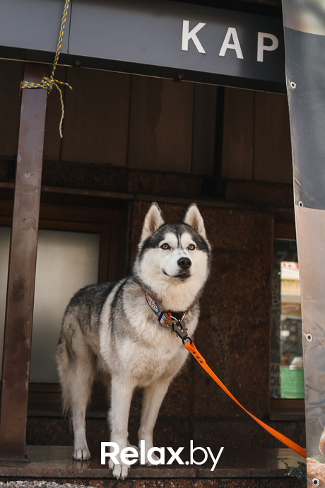 Акция Пушистого Добра, фото № 114
