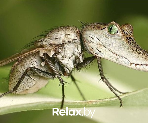 Photo of animals, фото № 2