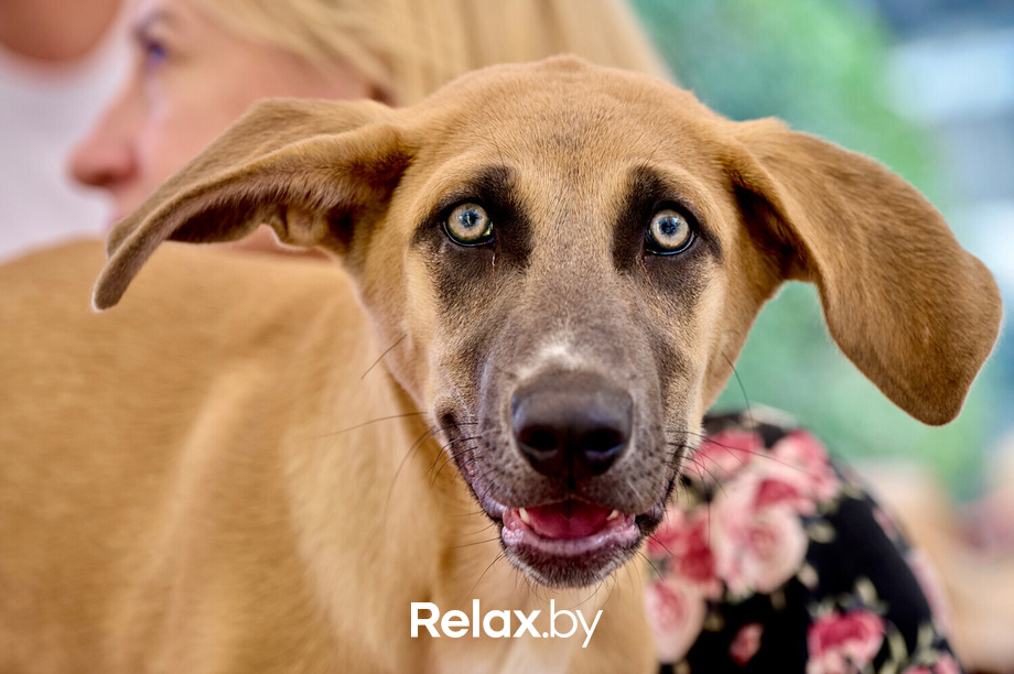 Акция пушистого добра, фото № 36