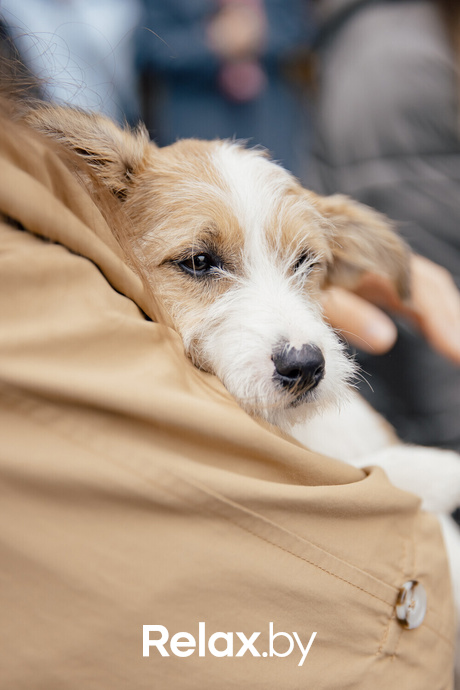 Благотворительная акция пушистого добра, фото № 37