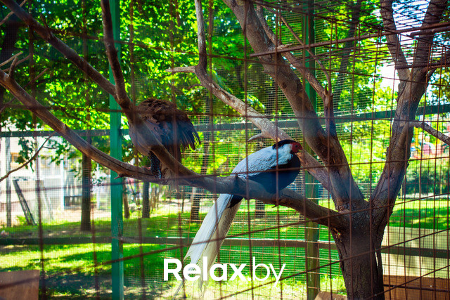 День Рождения лучшего парка: Dreamland 10 лет, фото № 52