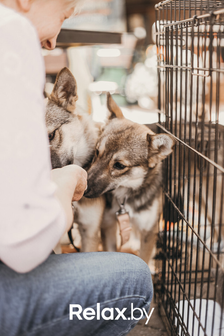 Акция Пушистого Добра, фото № 156