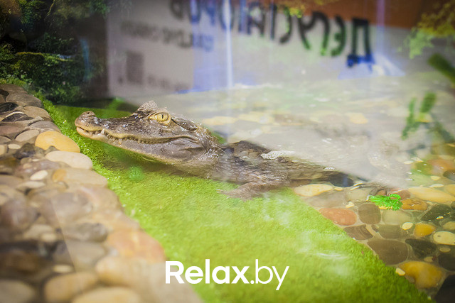 Арбузная суббота, фото № 9