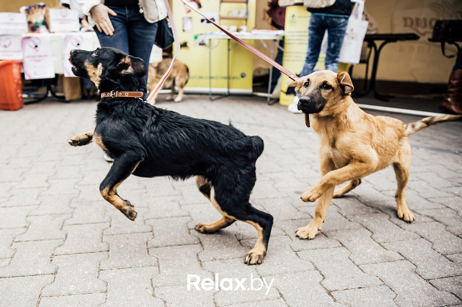 Благотворительная акция пушистого добра, фото № 26